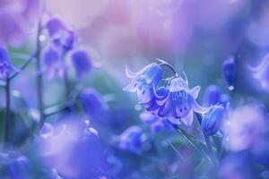 Bluebell Flowers with Nature Background.  Colors photo