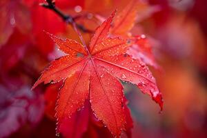Red Maple Leaf Nature Background photo