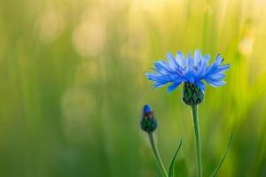 Blue Cornflower with Green Background photo