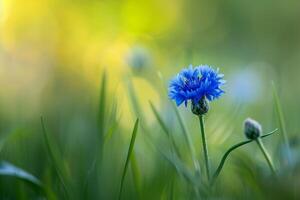Blue Cornflower with Green Background photo