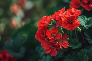 Red Geranium Flowers with Green Leaves in a  Garden Background Nature photo
