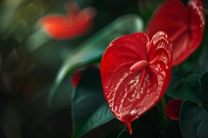 Red Anthurium Flower with Glossy Leaves in a  Tropical Background Nature photo