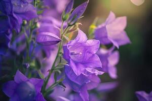 Purple Canterbury Bells in Bloom Against a Rich Nature Background photo