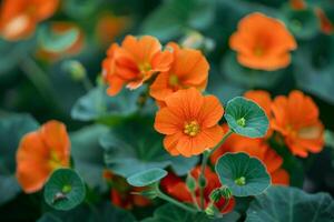 Bright Orange Nasturtium Flowers in a  Nature Background photo
