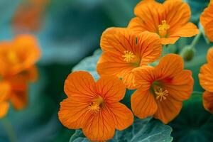 Bright Orange Nasturtium Flowers in a  Nature Background photo