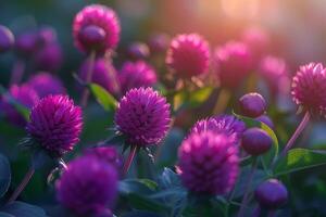Purple Globe Amaranth Flowers in a  Nature Background photo