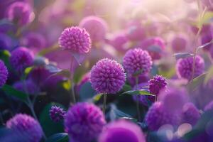 Purple Globe Amaranth Flowers in a  Nature Background photo