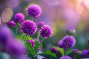 Purple Globe Amaranth Flowers in a  Nature Background photo