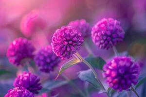Purple Globe Amaranth Flowers in a  Nature Background photo