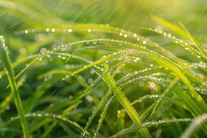 Fresh Grass with Dew Droplets in a  Nature Background photo