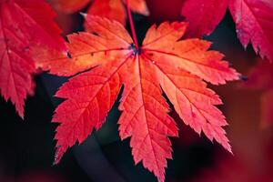 Nature Background of Bright Red Maple Leaves in Autumn with a Vivid Seasonal Decor photo