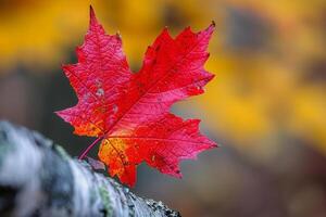 Nature Background of Red Maple Leaf in Autumn with a  Seasonal Decor photo