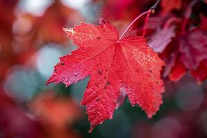 Nature Background of Red Maple Leaf in Autumn with a  Seasonal Decor photo