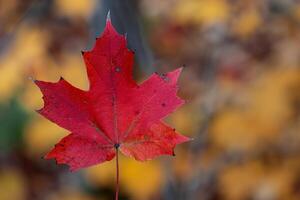 Nature Background of Red Maple Leaf in Autumn with a  Seasonal Decor photo