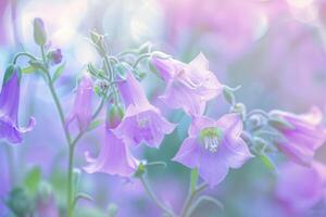 Canterbury Bells flower nature background photo