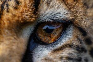 A Nature Background of a cheetahs eye. capturing the intense speed in its gaze photo