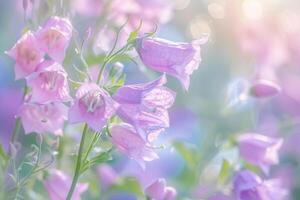 Canterbury Bells flower nature background photo