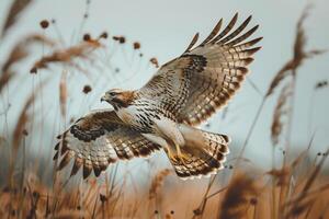 Hawk swooping down towards its prey in a grassland photo