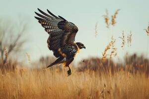 Hawk swooping down towards its prey in a grassland photo