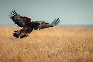 Hawk swooping down towards its prey in a grassland photo