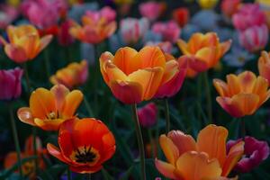 Tulip garden in bloom during spring background nature photo
