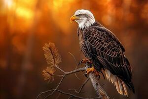 Bald Eagle Perched on a Treetop background nature photo