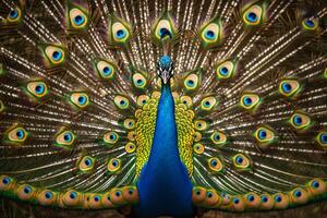 Peacock Displaying Its Feathers background nature photo