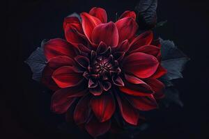 Dark Red Dahlia in Dramatic Lighting Nature Background photo