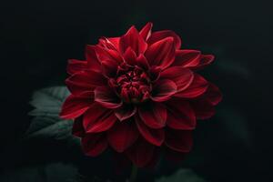 Dark Red Dahlia in Dramatic Lighting Nature Background photo
