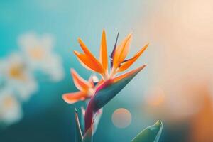 Bird of Paradise Flower in Bloom Nature Background photo