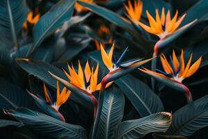 Bird of Paradise Flower in Bloom Nature Background photo