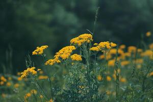 Yellow Yarrow Flowers in Meadow Nature Background photo