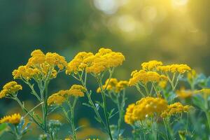 Yellow Yarrow Flowers in Meadow Nature Background photo