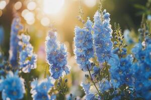 Delphinium Flowers in a Peaceful Garden with Serene Atmosphere Nature Background photo