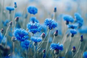 Blue Cornflower Flowers Nature Background photo