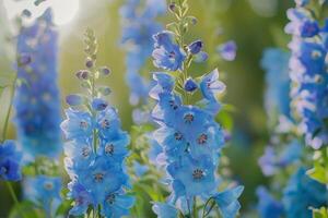 Delphinium Flowers in a Peaceful Garden with Serene Atmosphere Nature Background photo