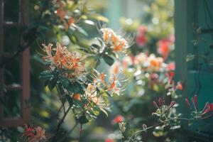 Honeysuckle Flowers in a Cottage Garden with Vintage Setting Nature Background photo