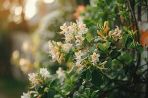 Honeysuckle Flowers in a Cottage Garden with Vintage Setting Nature Background photo