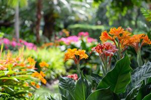 Canna Lilies in a  Garden with Lush Green Background Nature photo