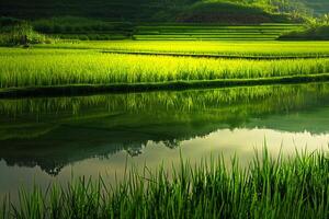 Green Rice Paddy Fields with Reflections Nature Background photo