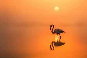 A Flamingo Standing in a Calm Lake at Dawn. Nature Background photo