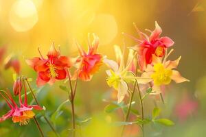 Red and Yellow Columbine Flowers. Nature Background photo