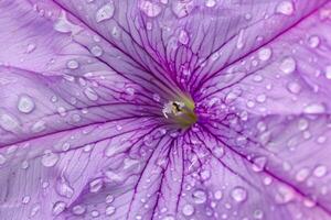 Nature Background of Water Droplets on Petunia Flower Nature Background photo