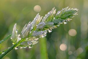 Dew Covered Wildflower Nature Background with Fresh Petals and Natural Textures photo