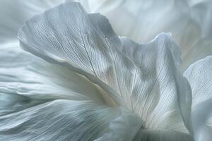 Nature Background of Translucent Petals of a White Flower Background Nature photo