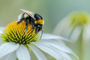 Nature Background of a Bee Collecting Pollen from a  White Cone Flower Background Nature photo