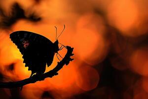 silueta de un luto capa mariposa descansando en un árbol rama en contra un ardiente puesta de sol cielo antecedentes naturaleza foto