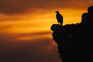 Majestic Eagle Perched on a Cliff Edge Silhouetted Against a Fiery Sunrise Sky with Nature Background photo