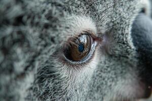 A Nature Background of a Koalas Eye with Soft Fur and a Gentle Contemplative Gaze photo