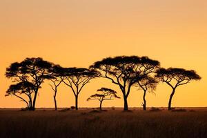 Silhouette of Acacia Trees on the Savannah at Sunset Background Nature photo